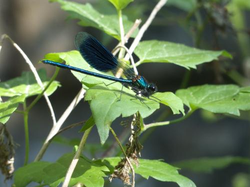 Réf. 262 365 : Calopteryx splendens